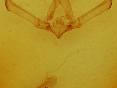 genitalia view of adult Cucullia fraudatrix