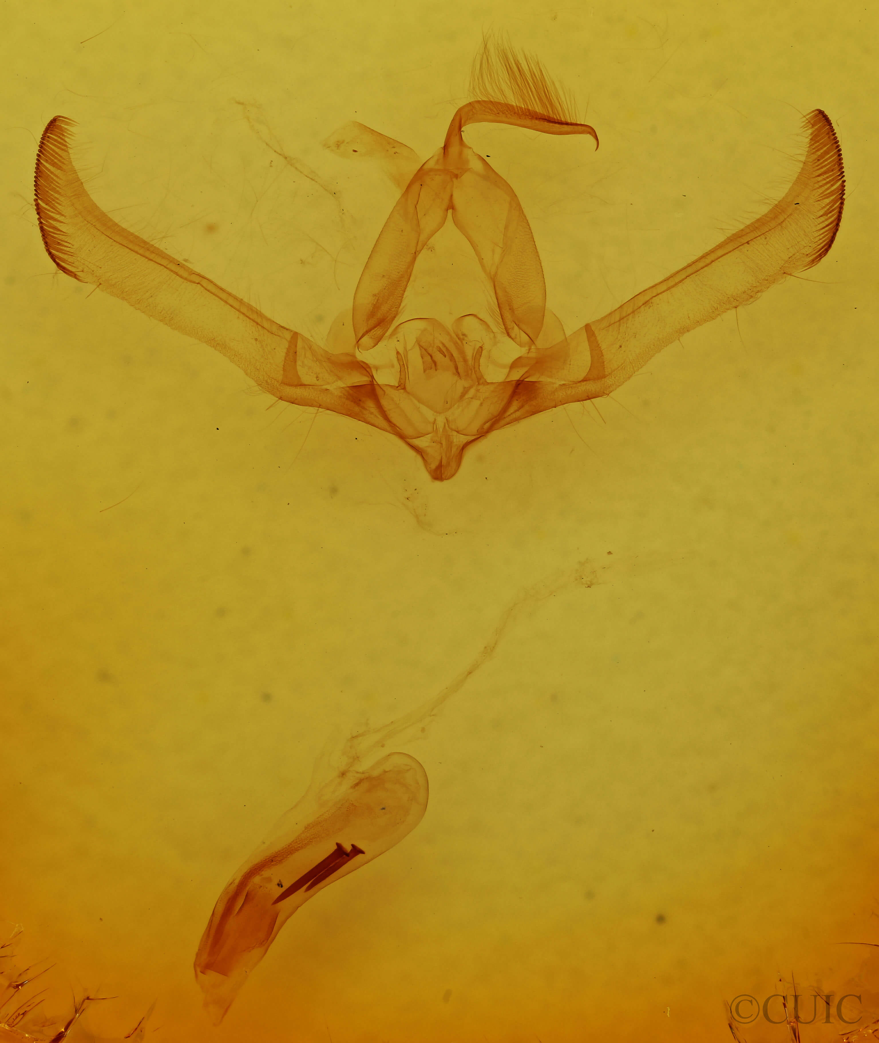 genitalia view of adult Cucullia fraudatrix