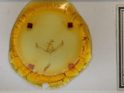 slide view of adult Cucullia fraudatrix