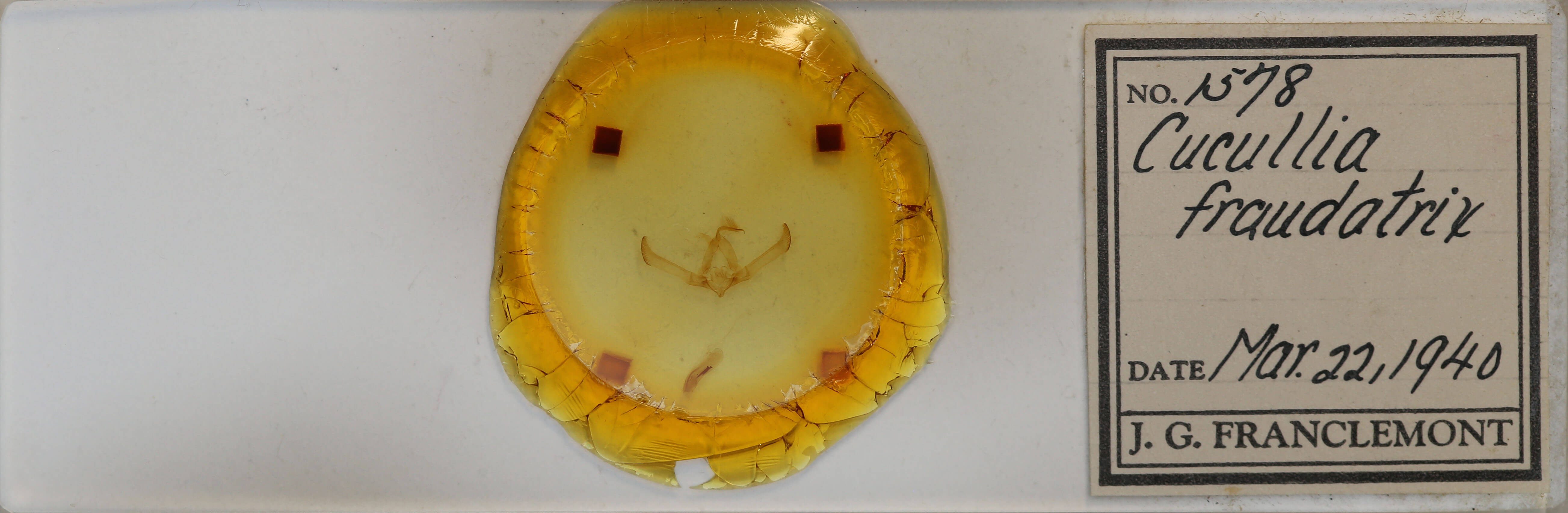 slide view of adult Cucullia fraudatrix