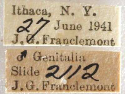 label view of adult Datana ministra