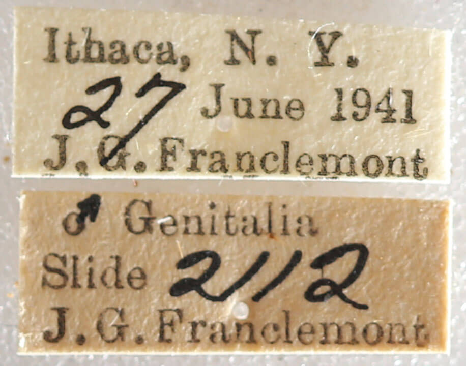 label view of adult Datana ministra