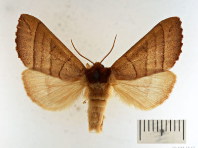 dorsal view of adult Datana ministra