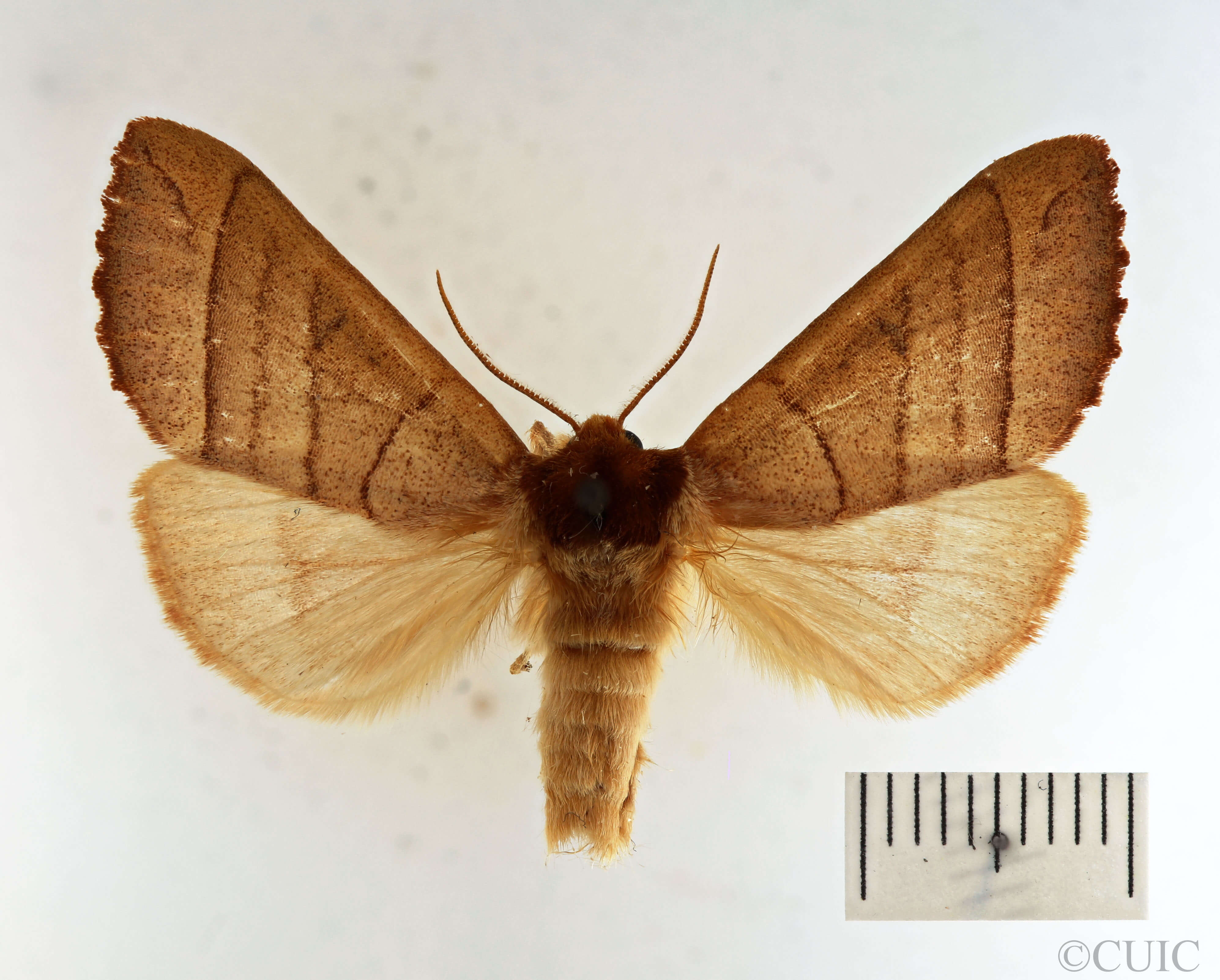 dorsal view of adult Datana ministra