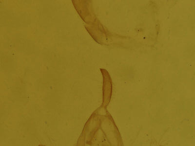 genitalia view of adult Redectis vitrea