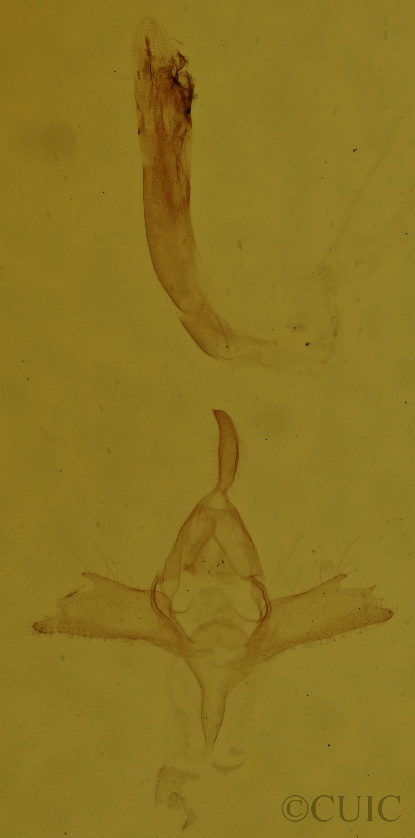 genitalia view of adult Redectis vitrea