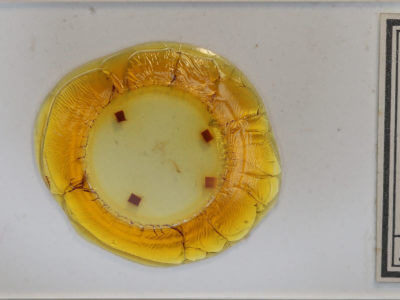 slide view of adult Redectis vitrea