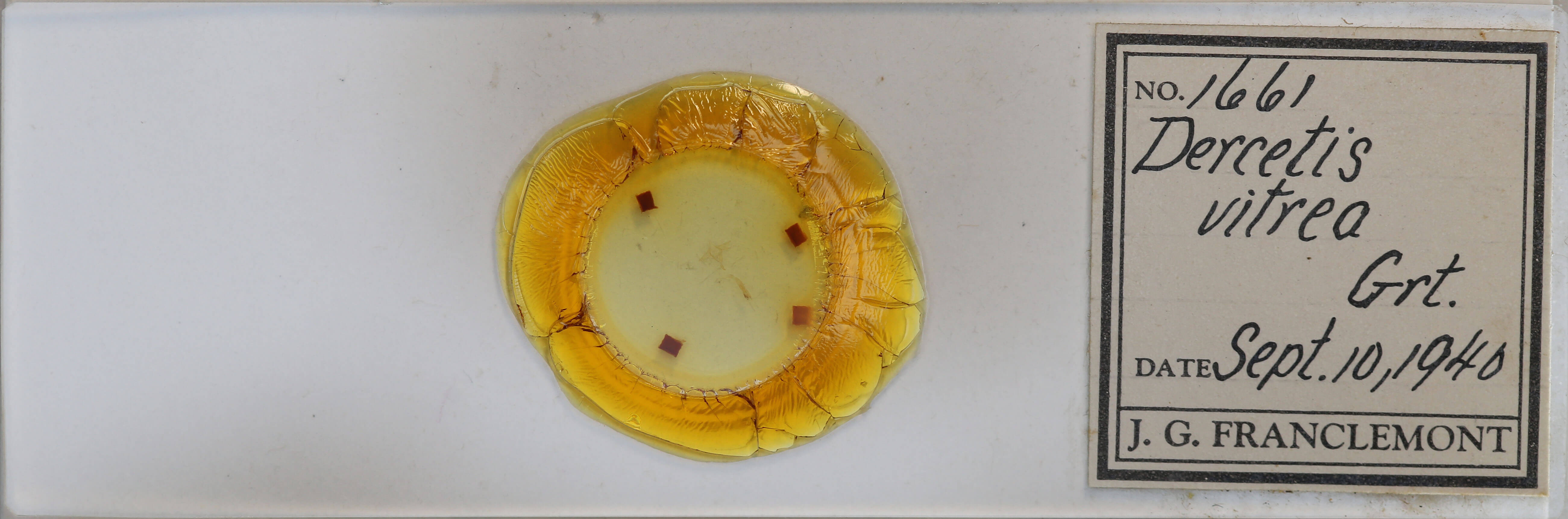 slide view of adult Redectis vitrea