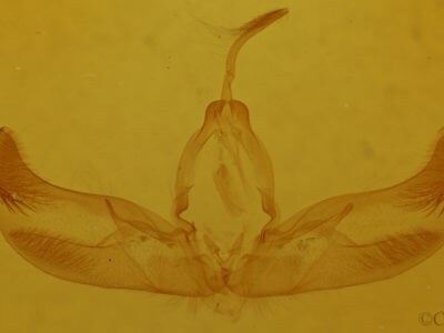 genitalia view of adult Diarsia deparca