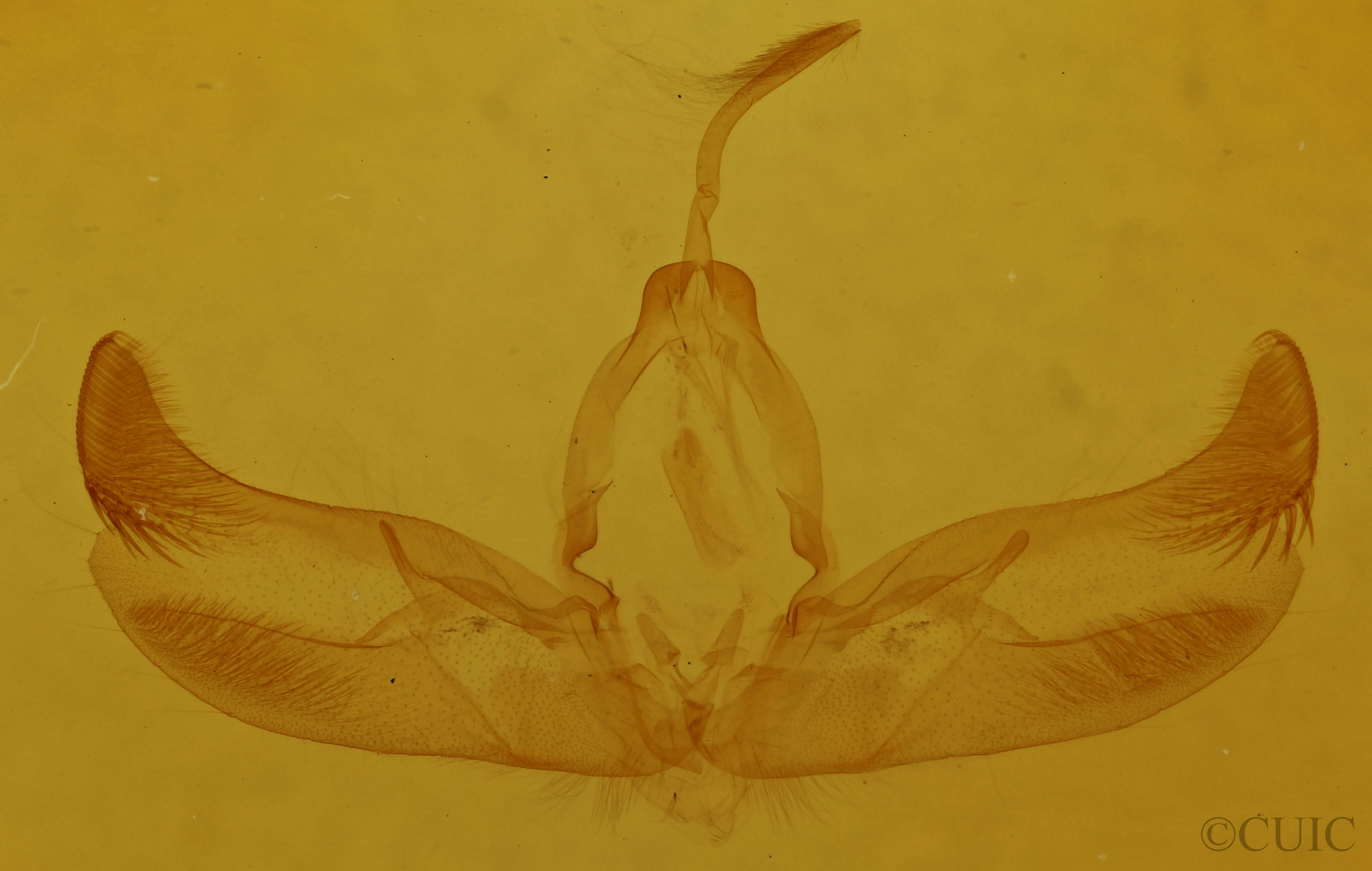 genitalia view of adult Diarsia deparca