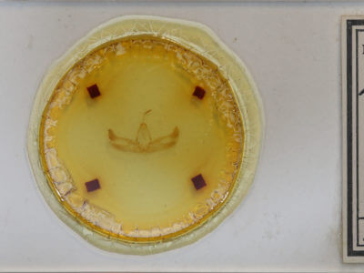 slide view of adult Diarsia deparca