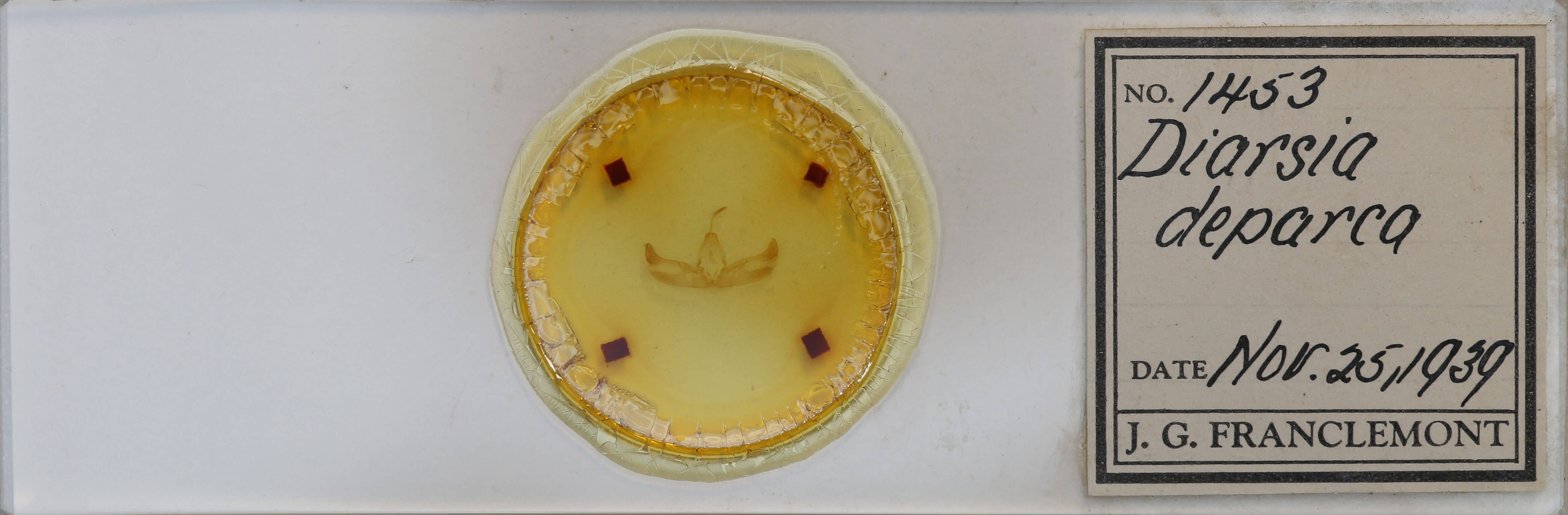 slide view of adult Diarsia deparca