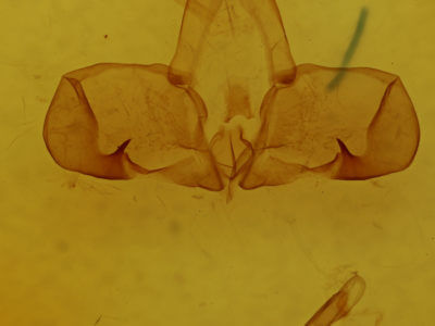 genitalia view of adult Dognina veltini