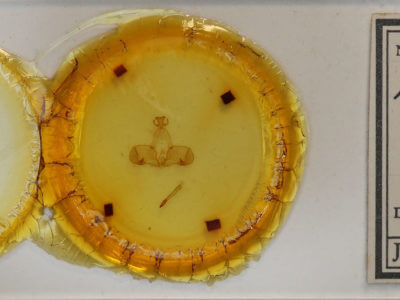 slide view of adult Dognina veltini