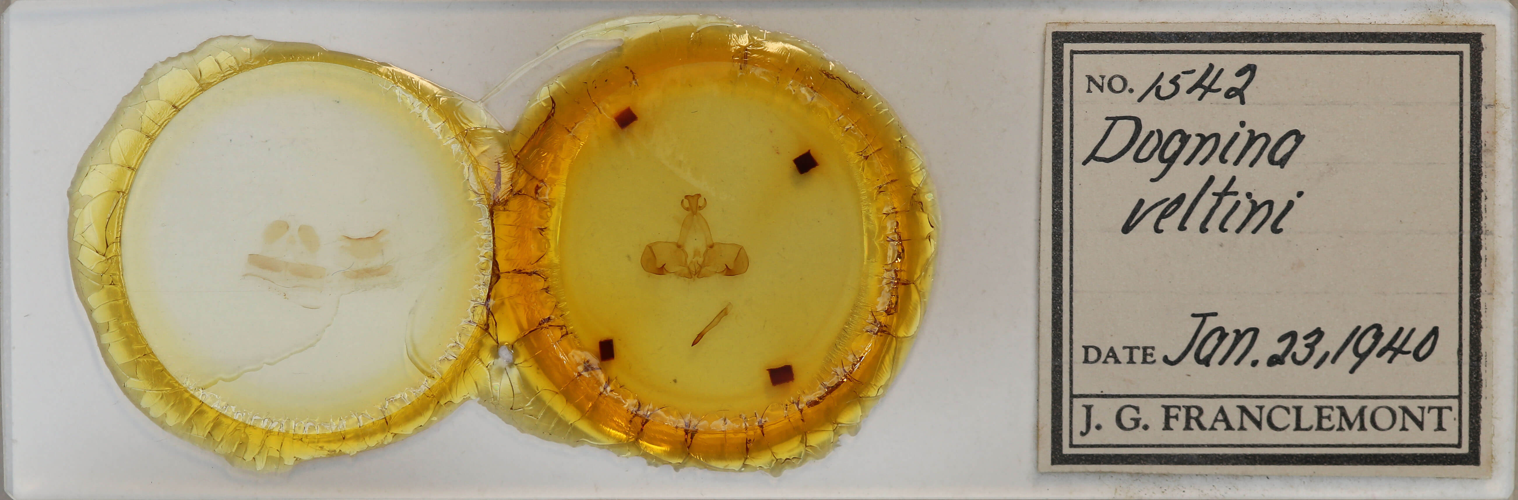 slide view of adult Dognina veltini