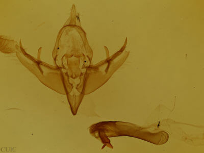 genitalia view of adult Epidemas obscurus