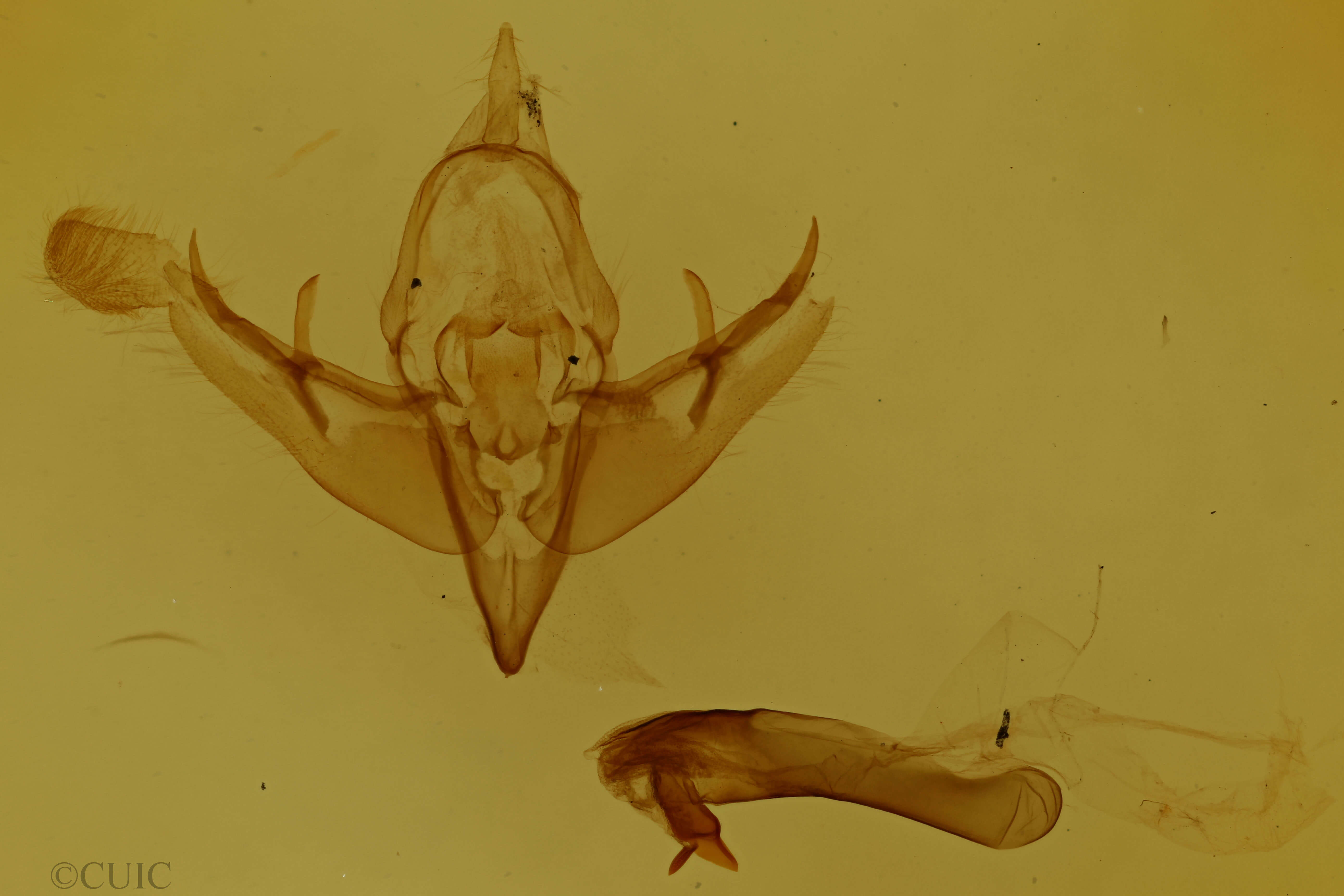 genitalia view of adult Epidemas obscurus