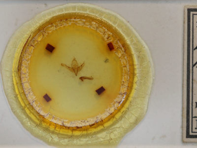 slide view of adult Epidemas obscurus