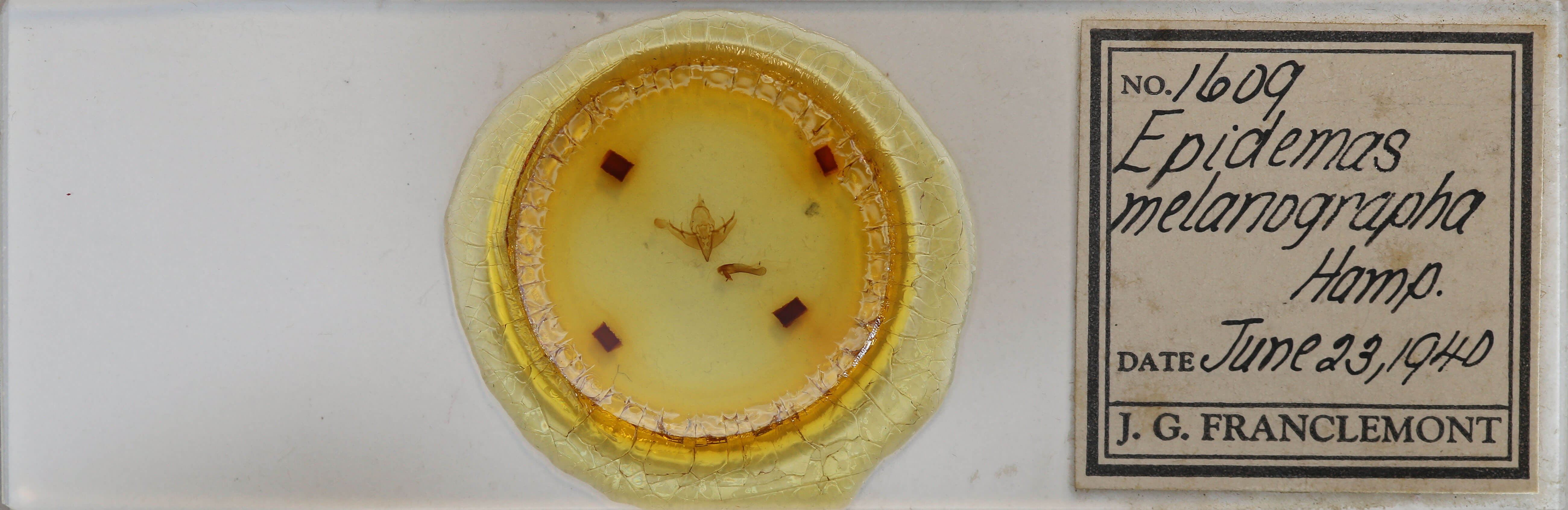 slide view of adult Epidemas obscurus