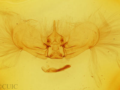 genitalia view of adult Erateina drucei
