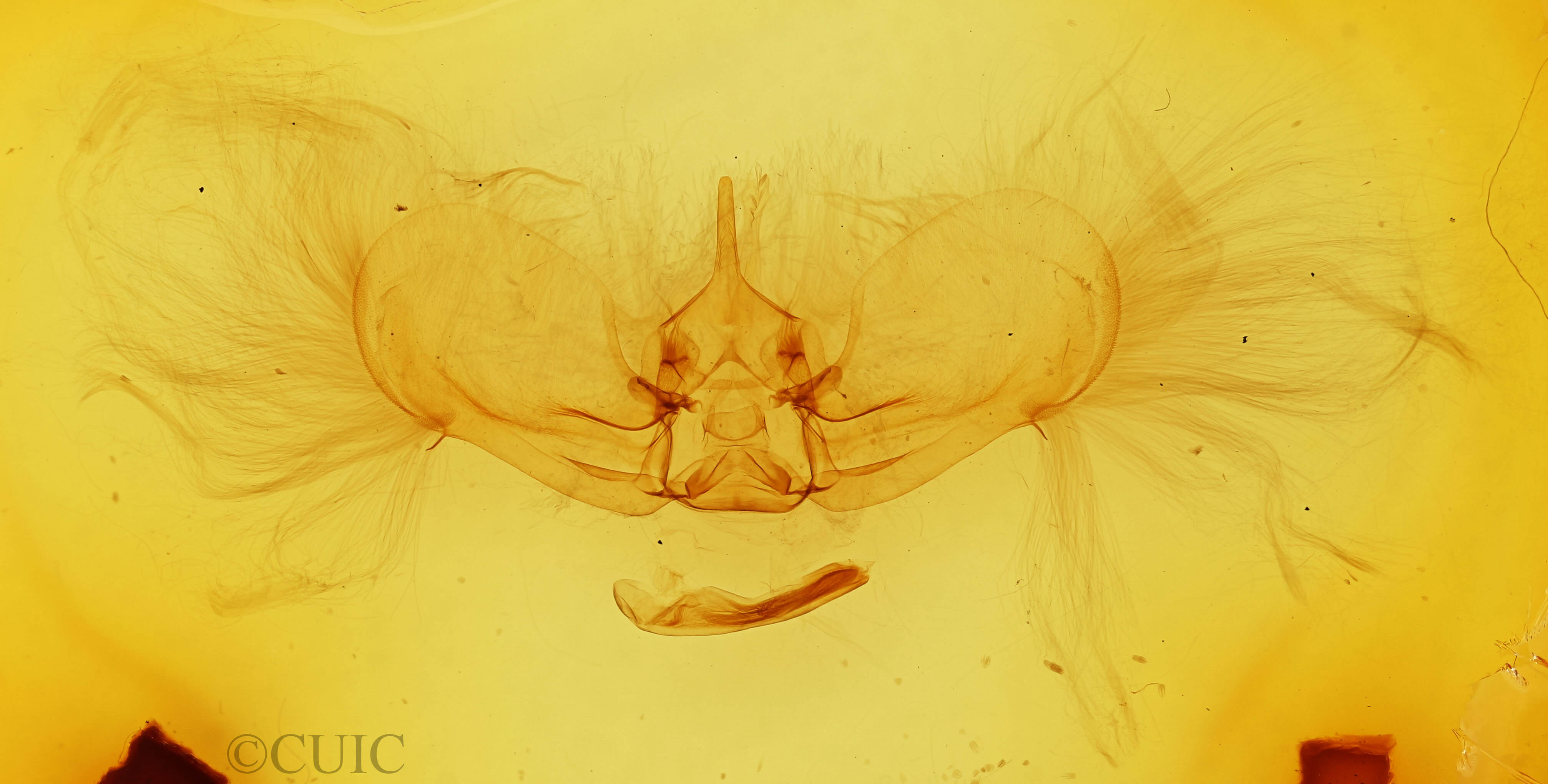 genitalia view of adult Erateina drucei