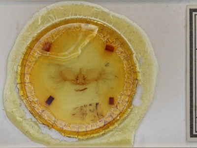 slide view of adult Erateina drucei