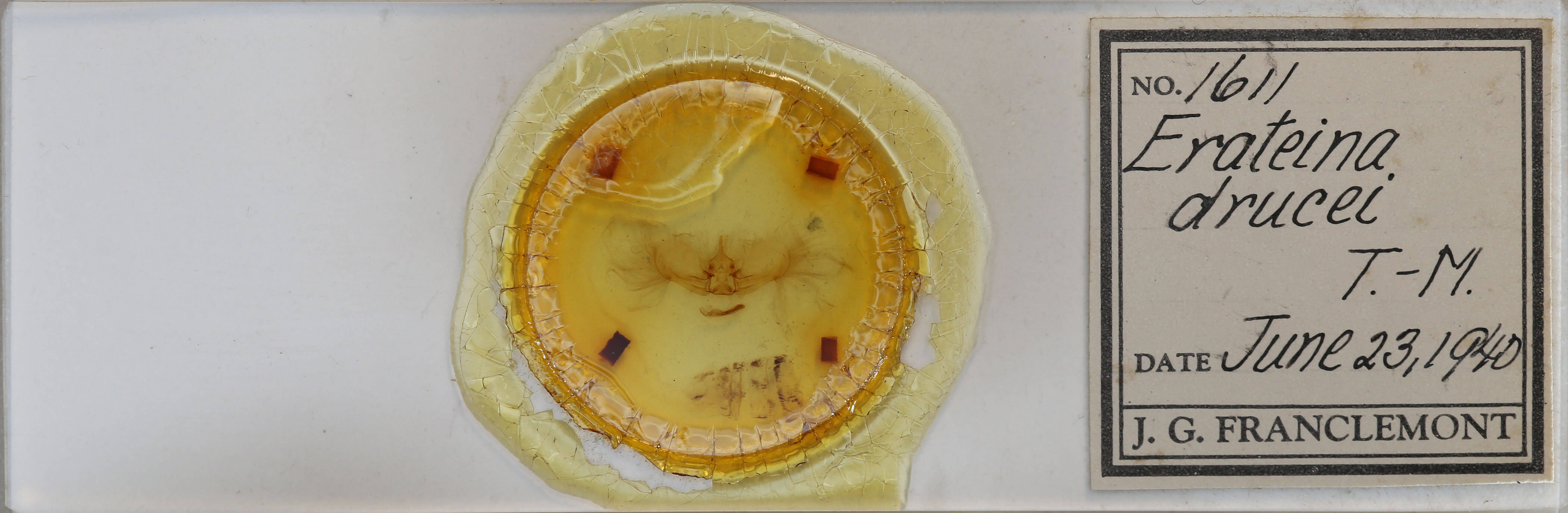 slide view of adult Erateina drucei