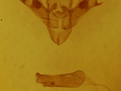 genitalia view of adult Noctua janthina