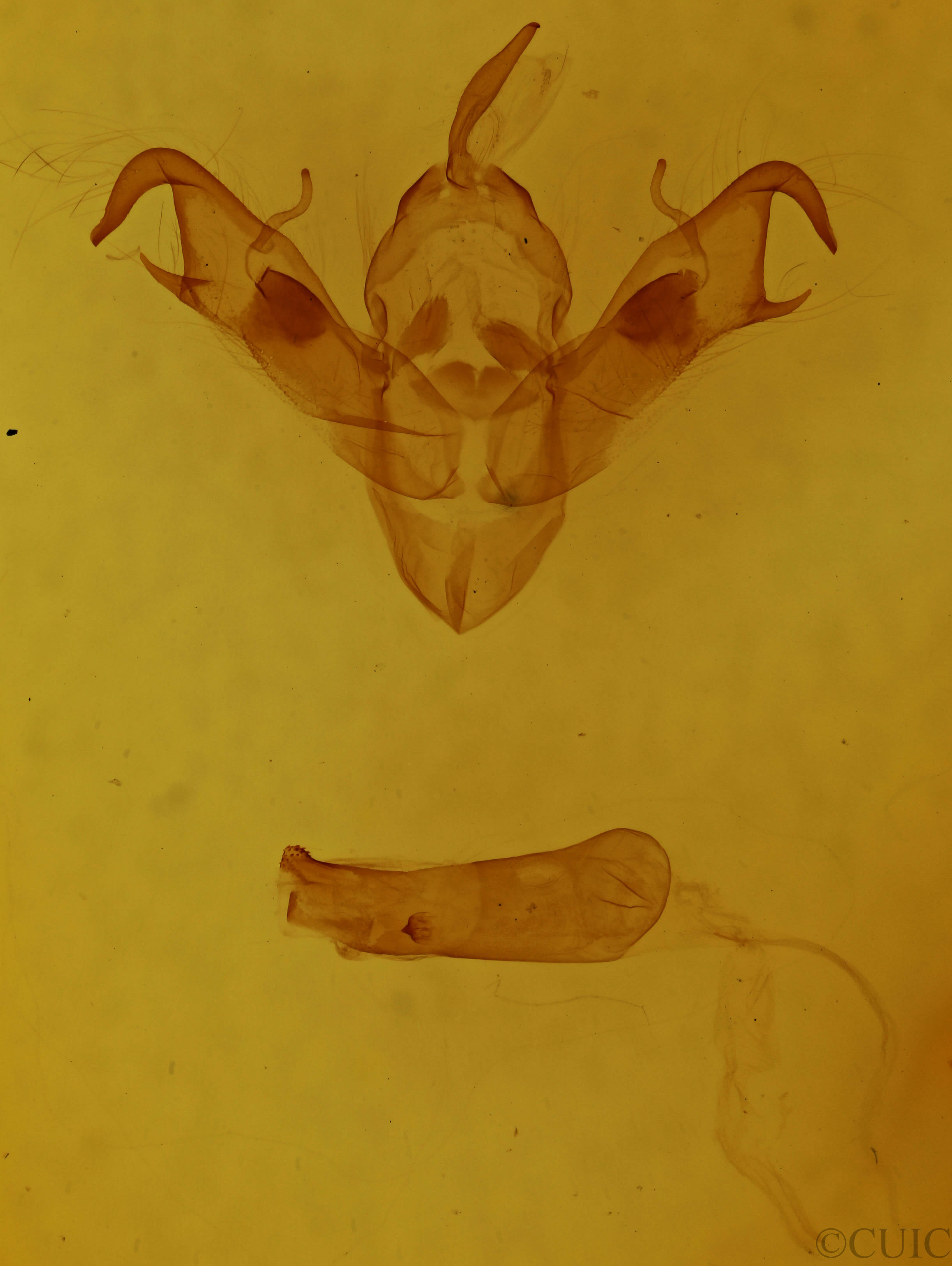 genitalia view of adult Noctua janthina