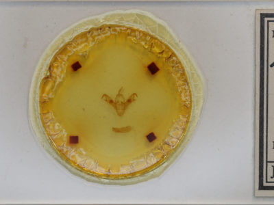 slide view of adult Noctua janthina