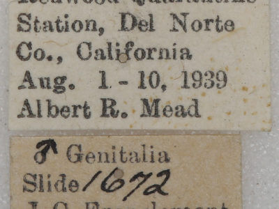 label view of adult Euchlaena mollisaria