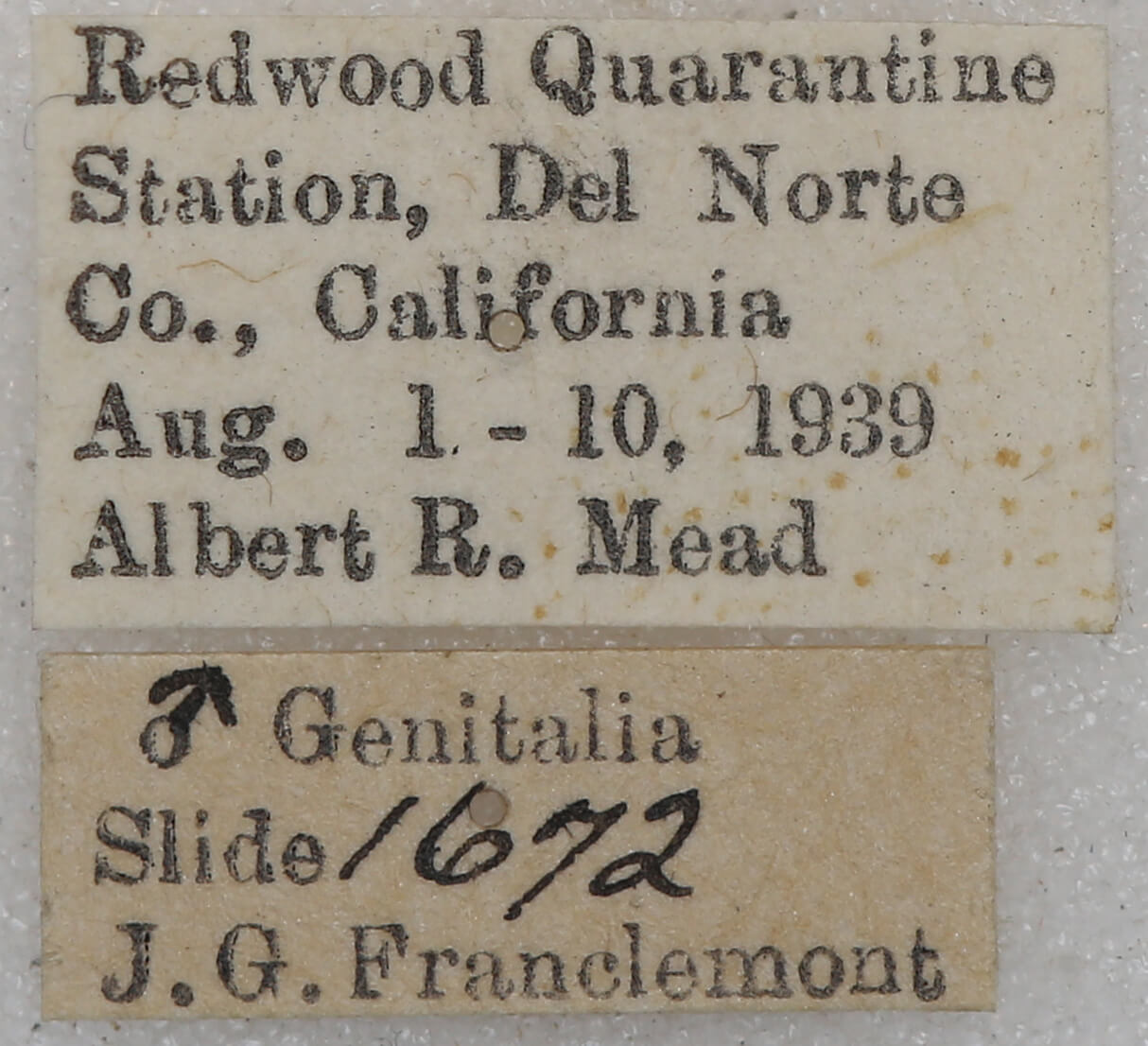 label view of adult Euchlaena mollisaria