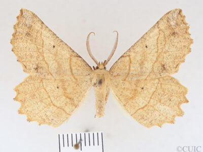 dorsal view of adult Euchlaena mollisaria