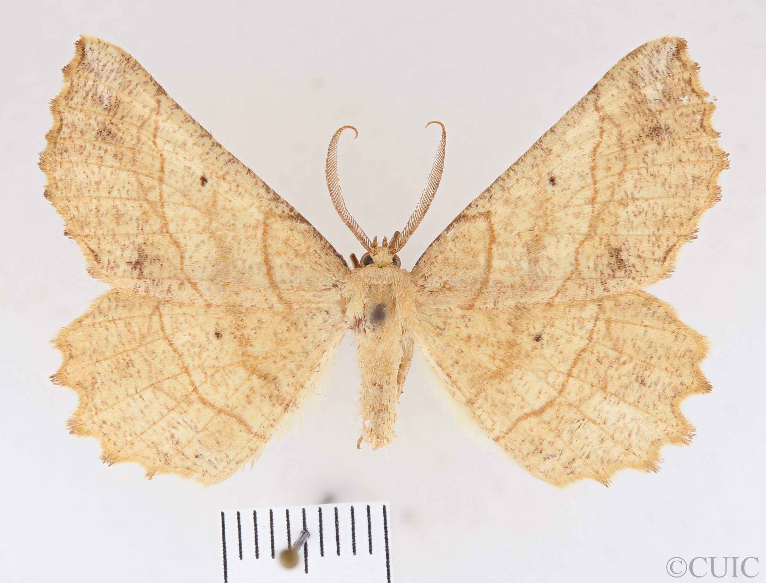 dorsal view of adult Euchlaena mollisaria