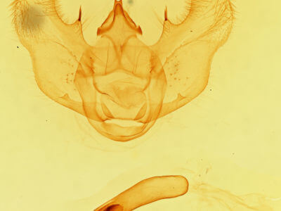 genitalia view of adult Euchlaena mollisaria