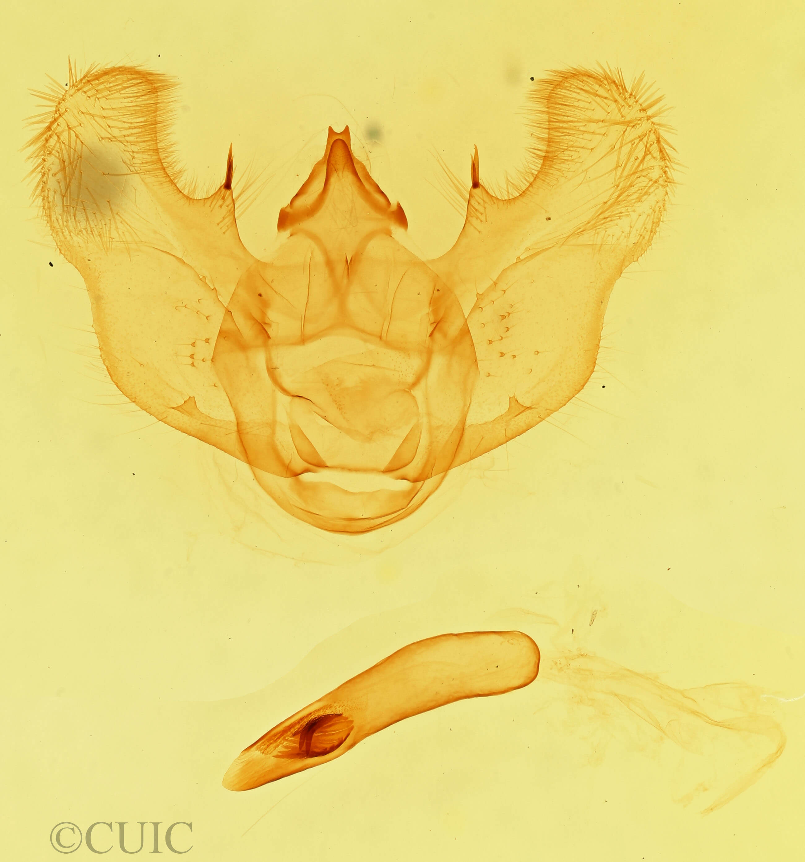 genitalia view of adult Euchlaena mollisaria