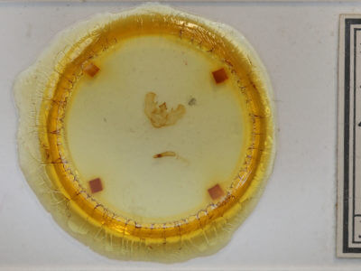 slide view of adult Euchlaena mollisaria