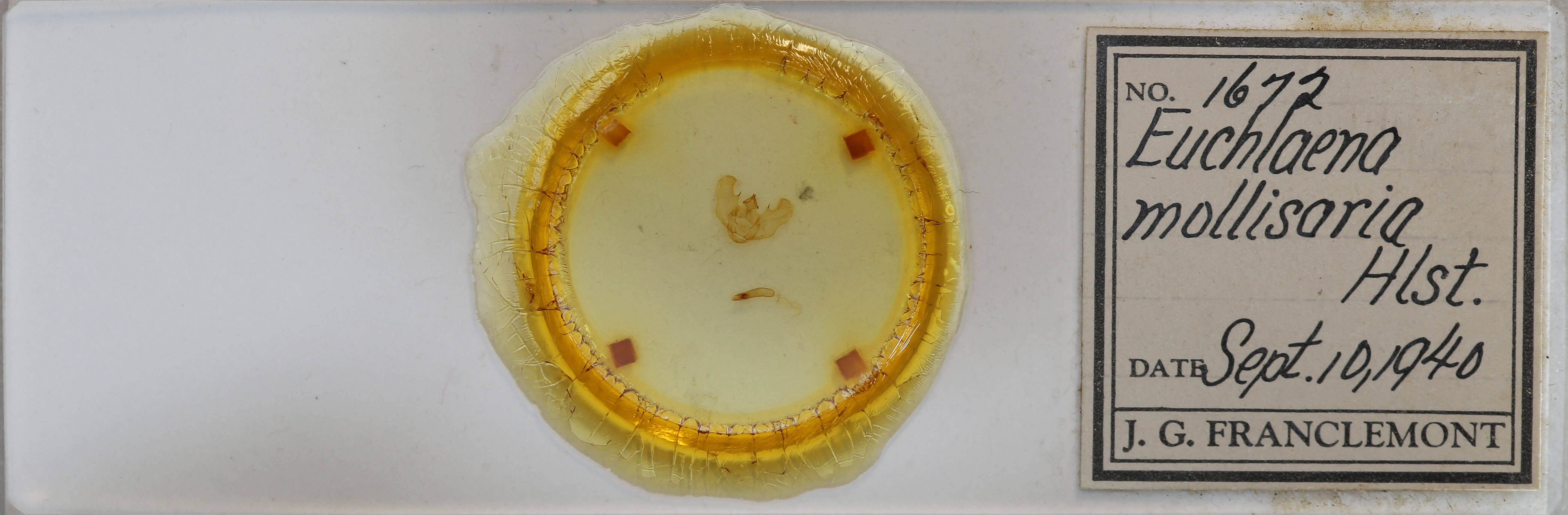 slide view of adult Euchlaena mollisaria