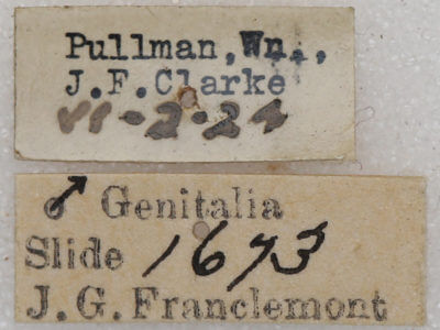 label view of adult Euchlaena mollisaria