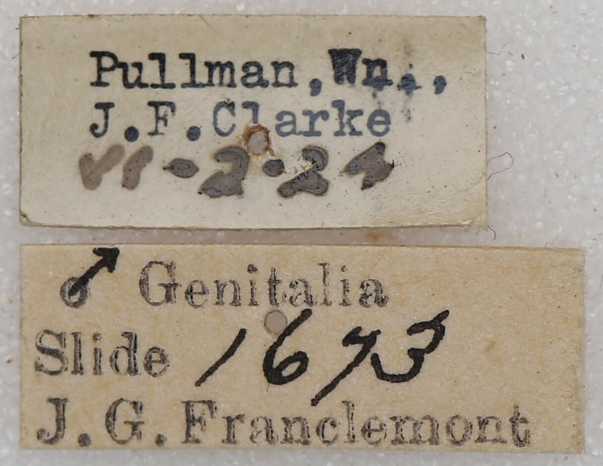 label view of adult Euchlaena mollisaria