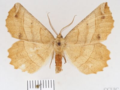 dorsal view of adult Euchlaena mollisaria