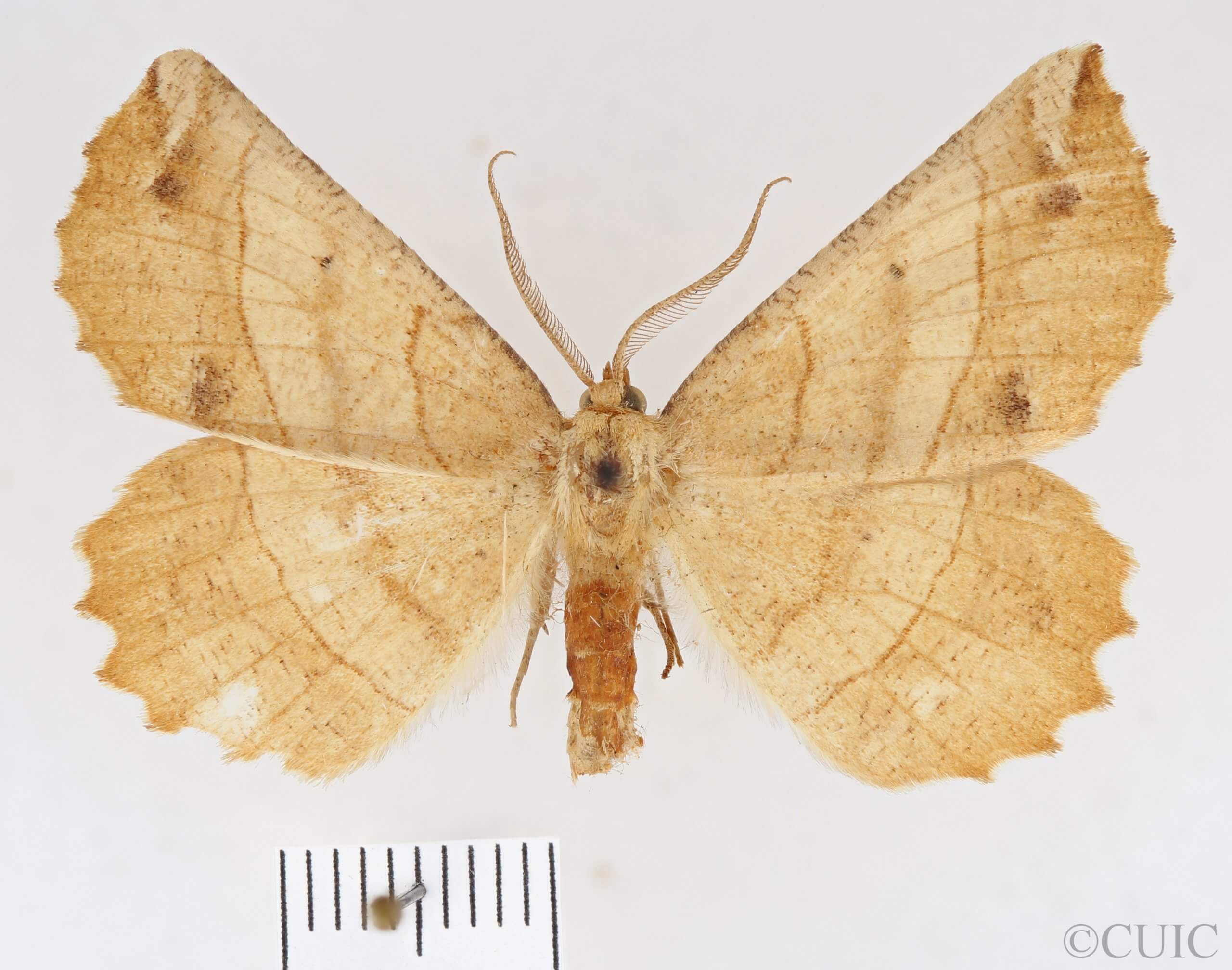 dorsal view of adult Euchlaena mollisaria