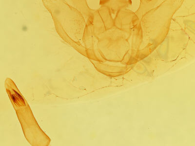 genitalia view of adult Euchlaena mollisaria