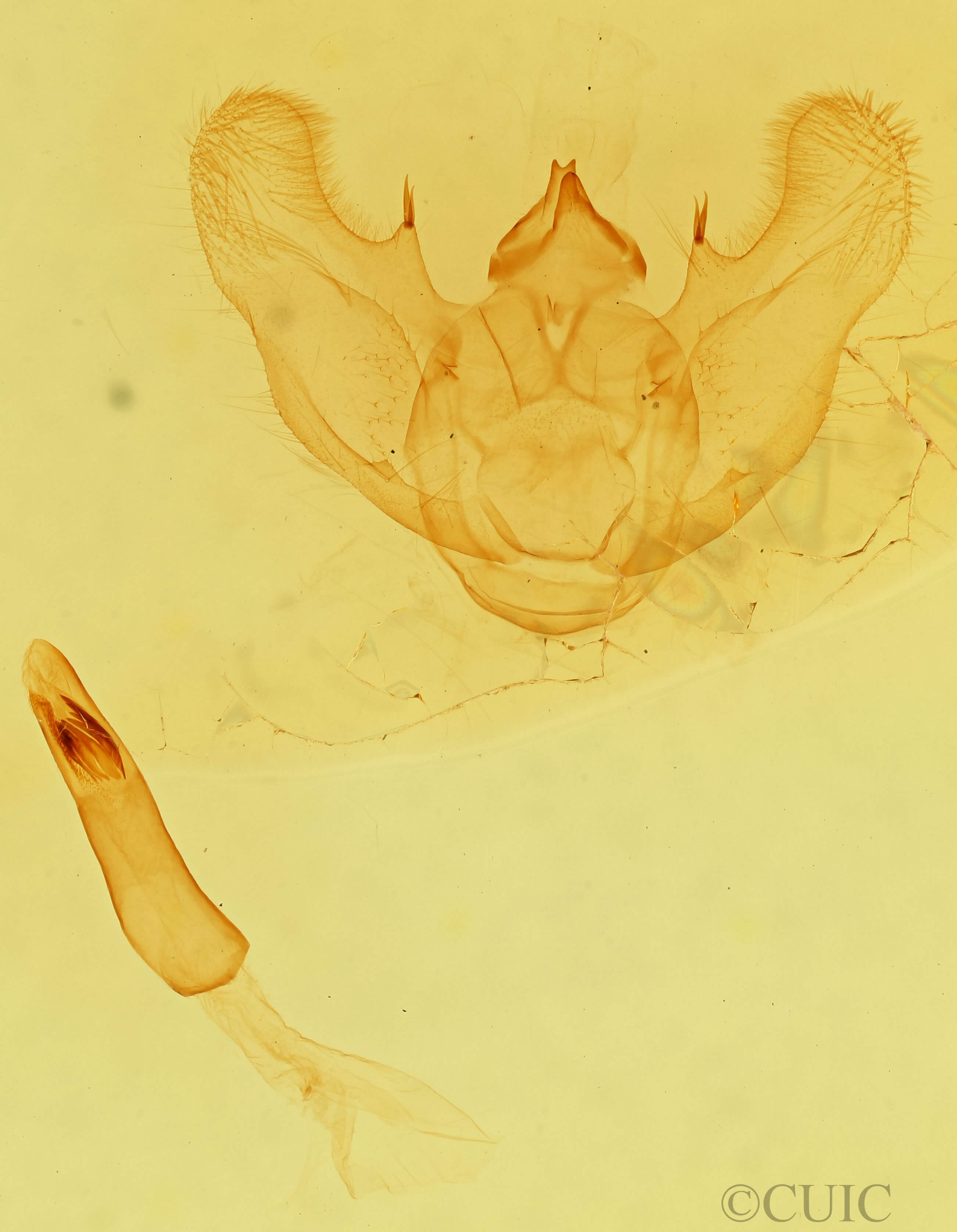 genitalia view of adult Euchlaena mollisaria