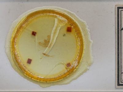 slide view of adult Euchlaena mollisaria