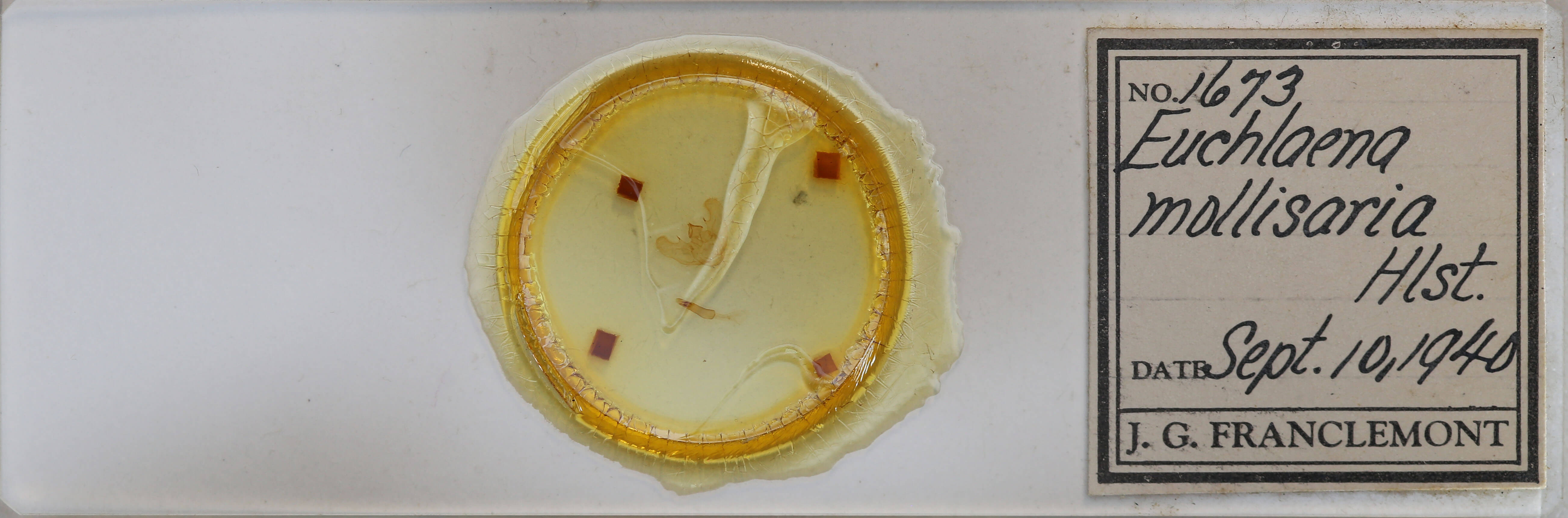 slide view of adult Euchlaena mollisaria