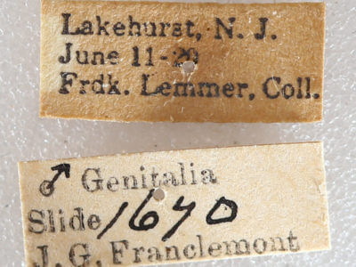 label view of adult Euchlaena obtusaria