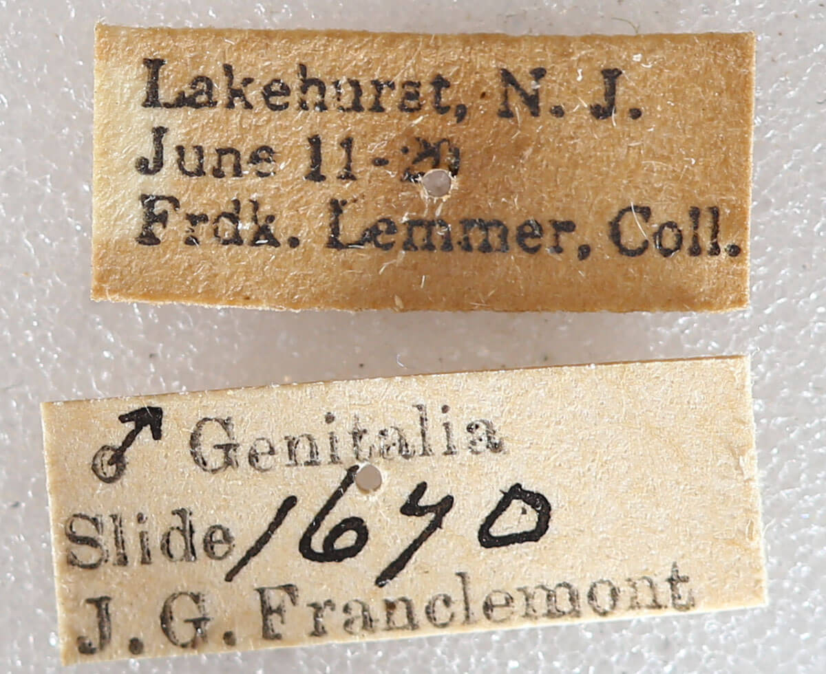 label view of adult Euchlaena obtusaria