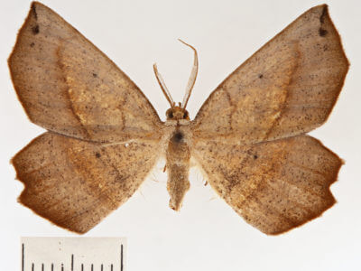 dorsal view of adult Euchlaena obtusaria