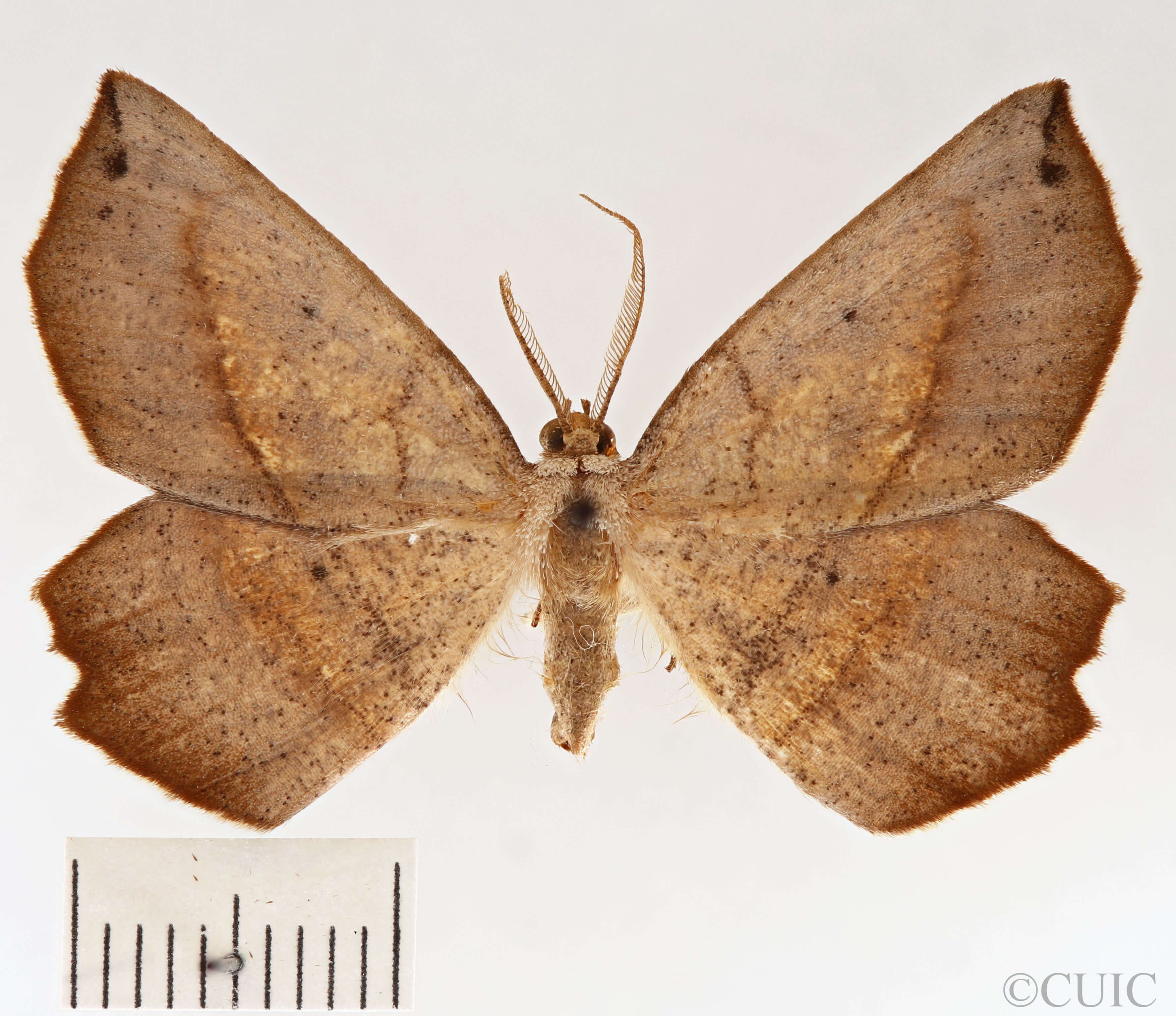 dorsal view of adult Euchlaena obtusaria